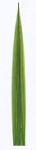 Euroflor | 56897 LAX LEAF Euroflor